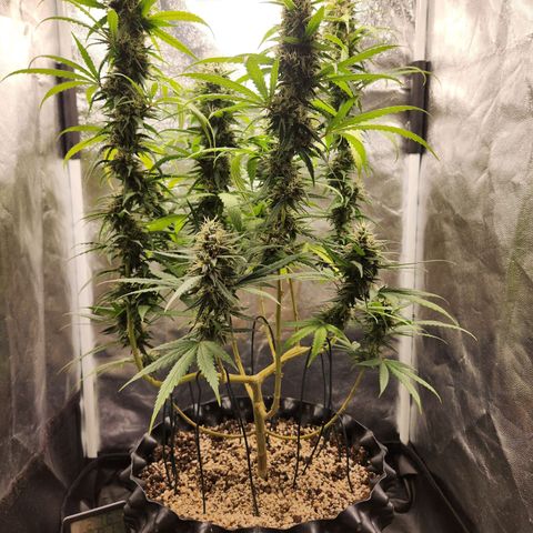 Somango XL growlog timeline photo