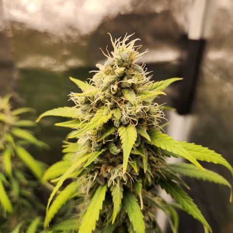 Somango XL growlog timeline photo