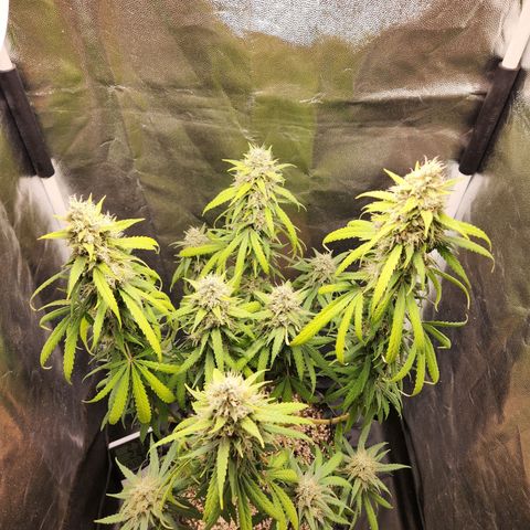 Somango XL growlog timeline photo