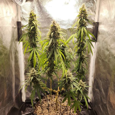 Somango XL growlog timeline photo