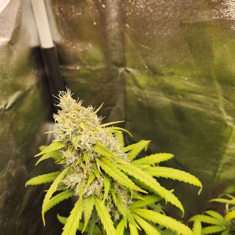 Somango XL growlog timeline photo
