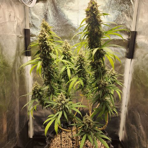 Somango XL growlog timeline photo