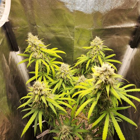 Somango XL growlog timeline photo
