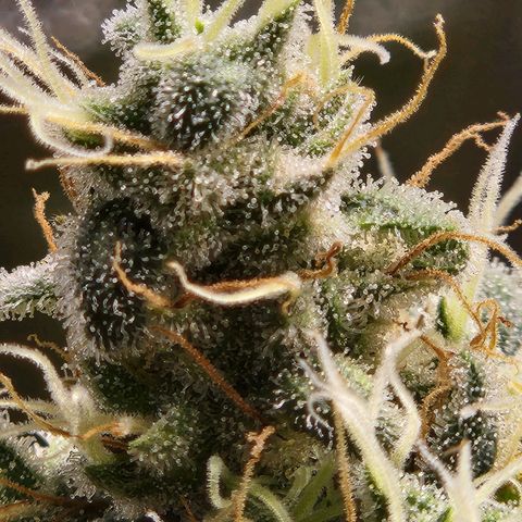 Somango XL growlog timeline photo