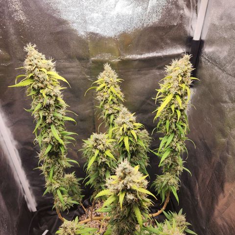 Somango XL growlog timeline photo