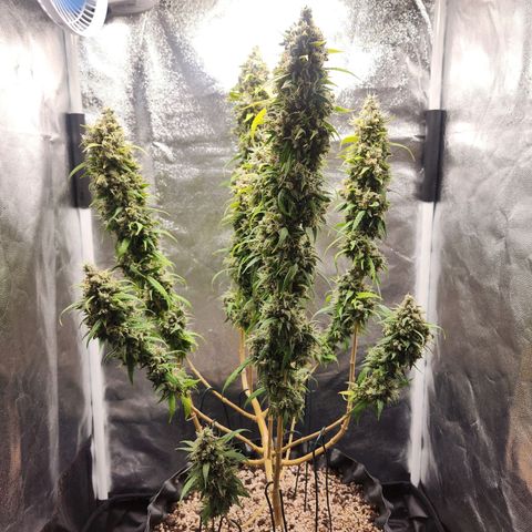 Somango XL growlog timeline photo