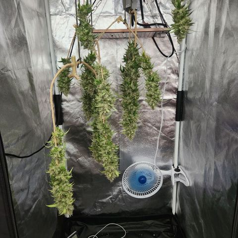 Somango XL growlog timeline photo