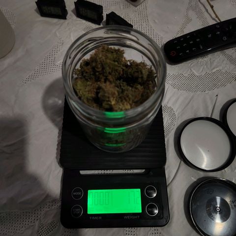 Somango XL growlog timeline photo