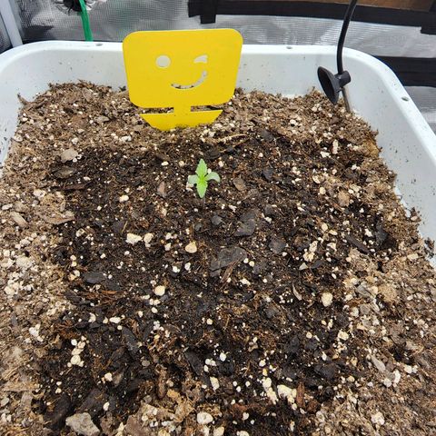 Night Owl - Creme De La Cosmos growlog timeline photo