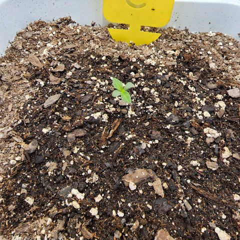 Night Owl - Creme De La Cosmos growlog timeline photo