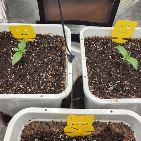 Night Owl - Creme De La Cosmos growlog timeline photo