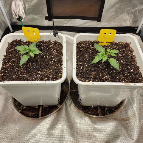 Night Owl - Creme De La Cosmos growlog timeline photo
