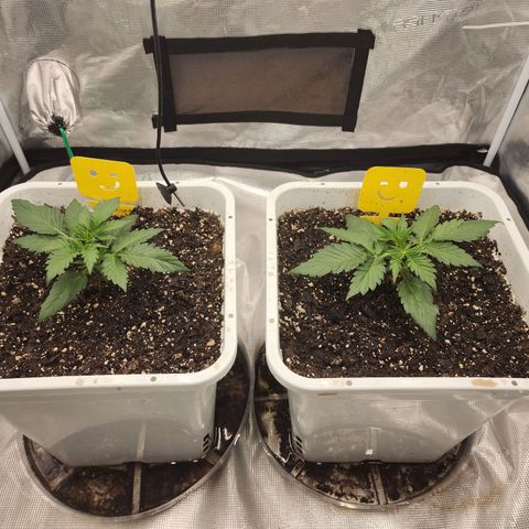 Night Owl - Creme De La Cosmos growlog timeline photo