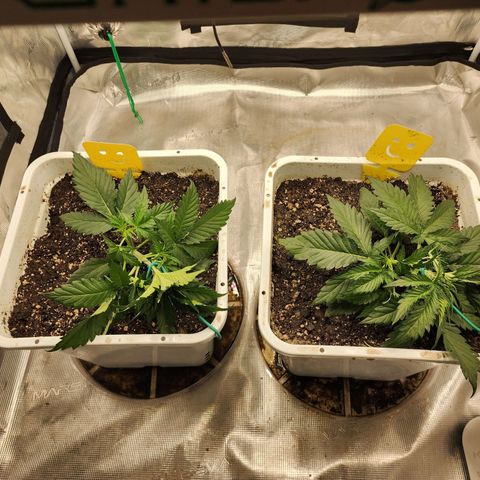 Night Owl - Creme De La Cosmos growlog photo: Started LST