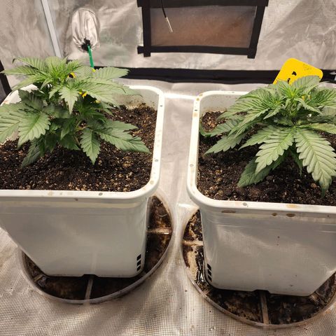 Night Owl - Creme De La Cosmos growlog photo: Started LST