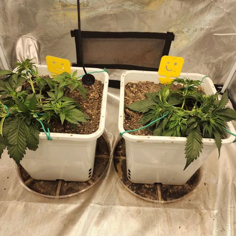 Night Owl - Creme De La Cosmos growlog photo: Trying to stay on top of the lst today. 
