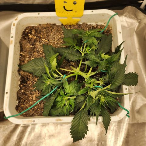 Night Owl - Creme De La Cosmos growlog photo: Trying to stay on top of the lst today. 
