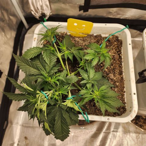 Night Owl - Creme De La Cosmos growlog photo: Trying to stay on top of the lst today. 