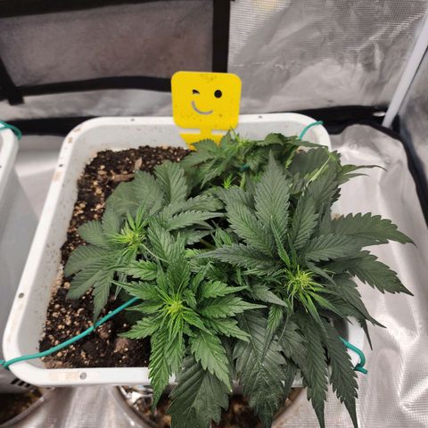 Night Owl - Creme De La Cosmos growlog timeline photo