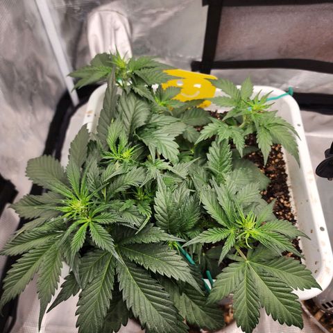 Night Owl - Creme De La Cosmos growlog timeline photo