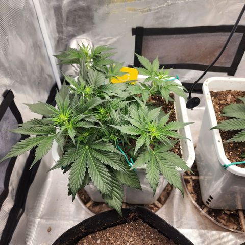 Night Owl - Creme De La Cosmos growlog photo: 1 Day after recharge! Wow. 