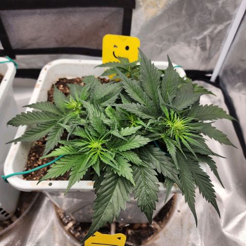 Night Owl - Creme De La Cosmos growlog photo: 1 Day after recharge! Wow. 