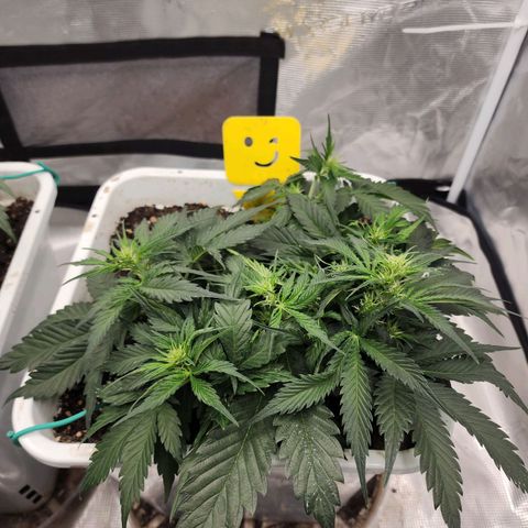 Night Owl - Creme De La Cosmos growlog photo: Plants after leaf tucking 