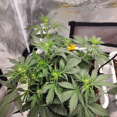 Night Owl - Creme De La Cosmos growlog photo: Plants after leaf tucking 