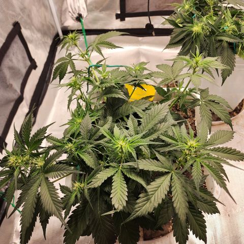 Night Owl - Creme De La Cosmos growlog timeline photo