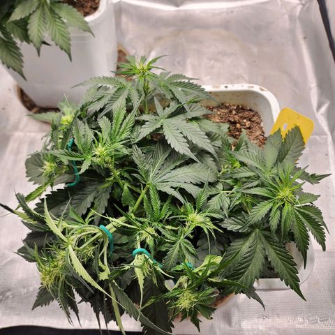 Night Owl - Creme De La Cosmos growlog photo: Last round of LST