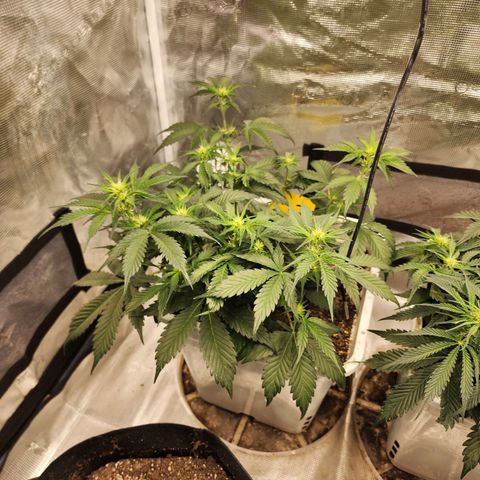 Night Owl - Creme De La Cosmos growlog photo: About 20 hours after double recharge watering!