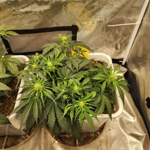 Night Owl - Creme De La Cosmos growlog photo: About 20 hours after double recharge watering!