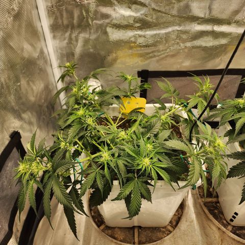 Night Owl - Creme De La Cosmos growlog photo: After more LST