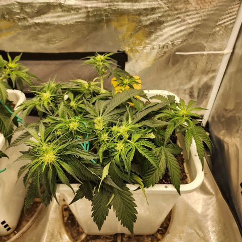 Night Owl - Creme De La Cosmos growlog photo: After more LST