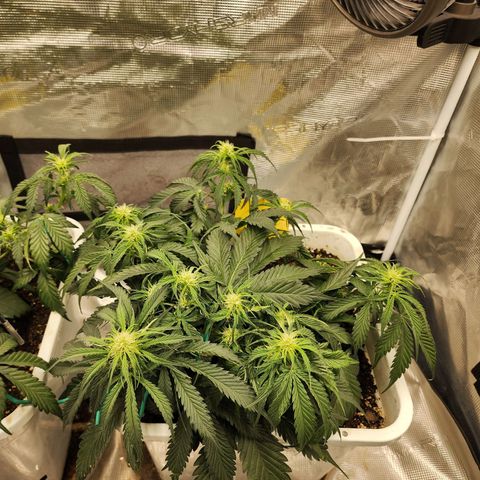 Night Owl - Creme De La Cosmos growlog timeline photo