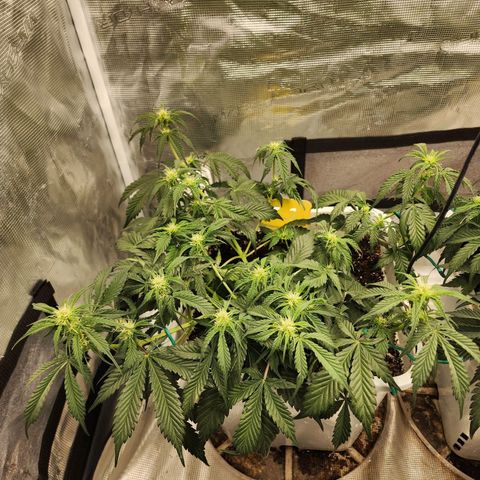 Night Owl - Creme De La Cosmos growlog timeline photo