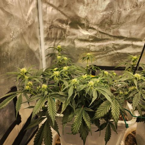Night Owl - Creme De La Cosmos growlog timeline photo