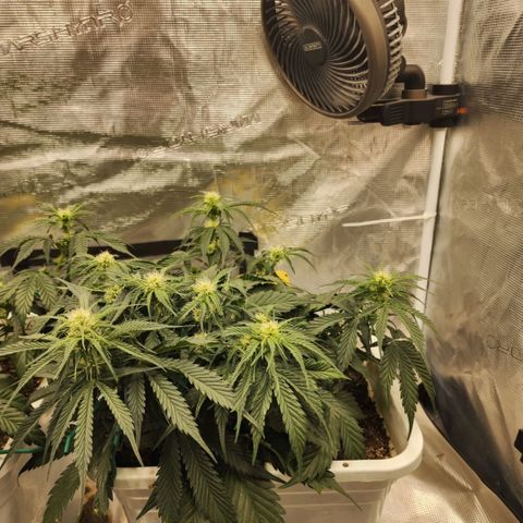 Night Owl - Creme De La Cosmos growlog timeline photo