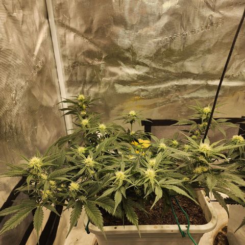 Night Owl - Creme De La Cosmos growlog timeline photo