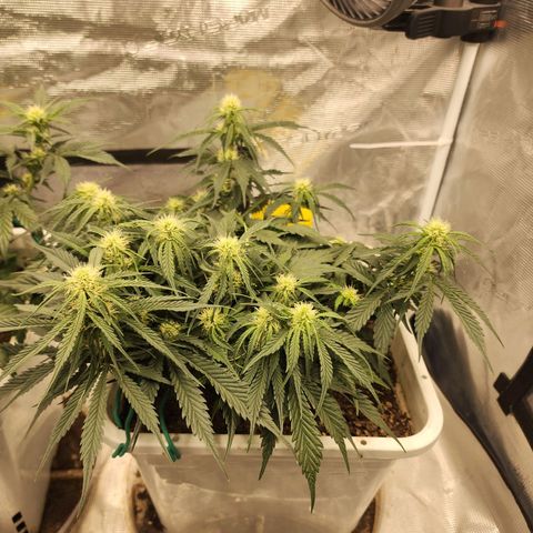 Night Owl - Creme De La Cosmos growlog timeline photo