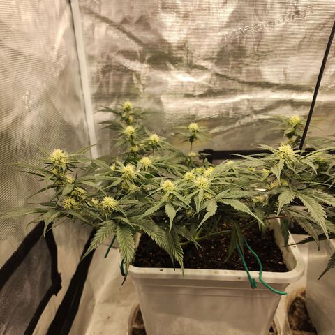 Night Owl - Creme De La Cosmos growlog timeline photo