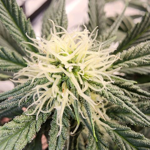 Night Owl - Creme De La Cosmos growlog timeline photo