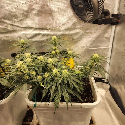 Night Owl - Creme De La Cosmos growlog timeline photo