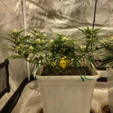 Night Owl - Creme De La Cosmos growlog timeline photo