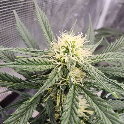 Night Owl - Creme De La Cosmos growlog photo: Plants smells like a cross of Honeydew Melon and Cantaloupe. It is so sweet I almost can't keep my nose out if it!