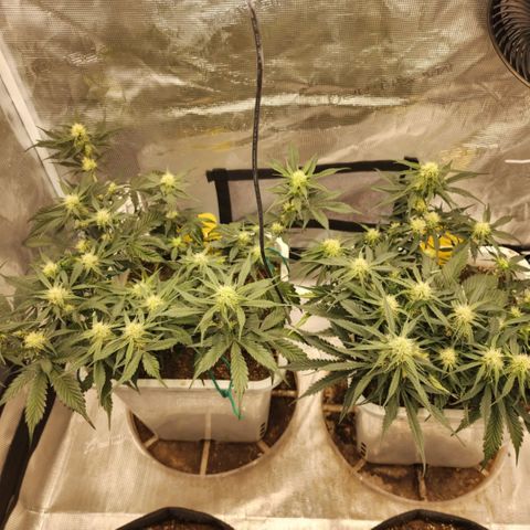 Night Owl - Creme De La Cosmos growlog photo: Plants smells like a cross of Honeydew Melon and Cantaloupe. It is so sweet I almost can't keep my nose out if it!