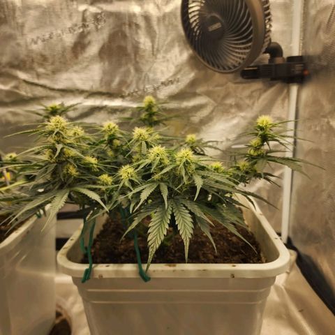 Night Owl - Creme De La Cosmos growlog photo: Plants smells like a cross of Honeydew Melon and Cantaloupe. It is so sweet I almost can't keep my nose out if it!