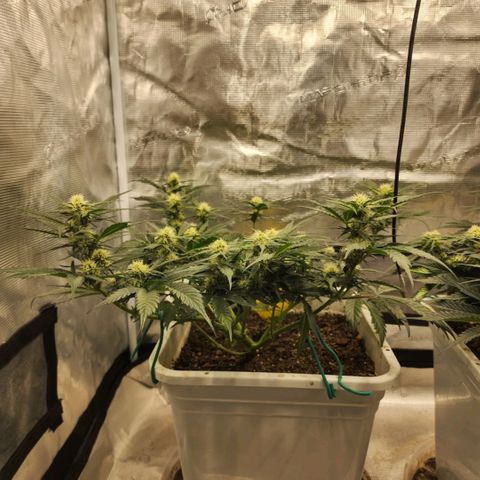 Night Owl - Creme De La Cosmos growlog photo: Plants smells like a cross of Honeydew Melon and Cantaloupe. It is so sweet I almost can't keep my nose out if it!