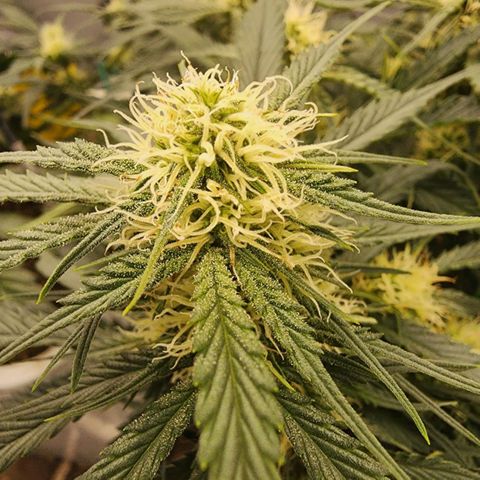 Night Owl - Creme De La Cosmos growlog photo: Plants smells like a cross of Honeydew Melon and Cantaloupe. It is so sweet I almost can't keep my nose out if it!