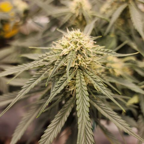 Night Owl - Creme De La Cosmos growlog timeline photo